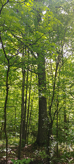 hands free forest data